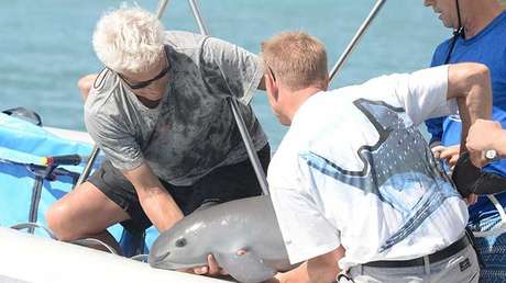Ecologistas demandan a EE.UU. para evitar la extinción de la vaquita marina en México