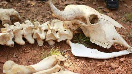 Revelan por qué los mayas empezaron a criar animales hace 2.500 años