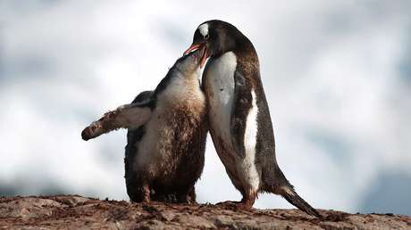 La cara más hermosa de la Antártida en 10 ensoñadoras imágenes 