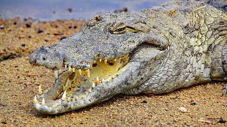 Un cocodrilo "enojado" aparece en un hospital de Zimbabue y genera pánico