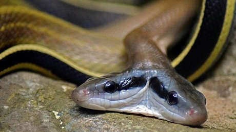 Dos cabezas, dos corazones, un cuerpo: una serpiente maravilla a los veterinarios (VIDEO)