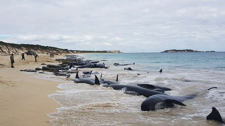 VIDEO: Más de 150 calderones varan en Australia