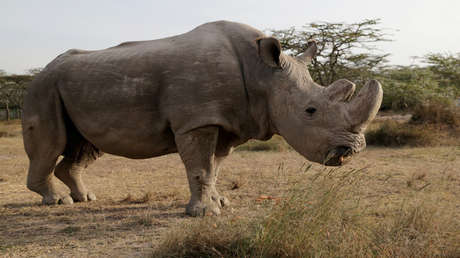 Estos son los 7 animales que no volveremos a ver (y la culpa es nuestra)