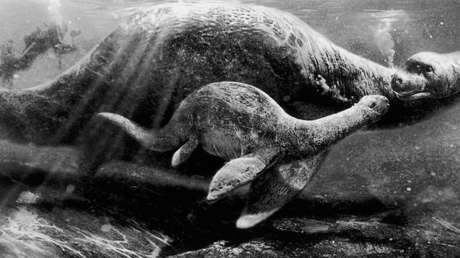 Aparece (y luego desaparece) una extraña criatura en la costa este de EE.UU.