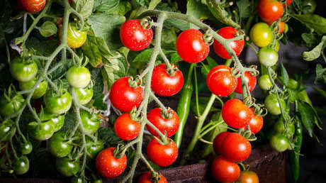 Cultivan 'criptotomates' con el calor producido por los equipos de minería de monedas digitales