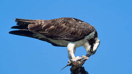 VIDEO: Un halcón se hace 'dueño' de las calles de Nueva  York