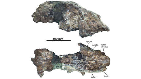 Hallan fósiles de leones gigantes con altura de humanos