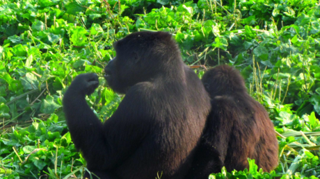FOTO: Una gorila y un hombre se abrazan y van de la mano por un parque