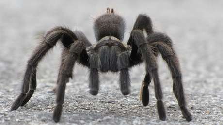VIDEO: Momento infartante cuando una tarántula trepa por una pierna en un abrir y cerrar de ojos