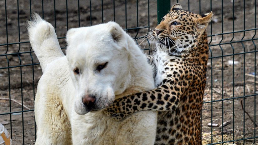 Las tiernas fotos de la perrita que ha 'apadrinado' a un bebé leopardo