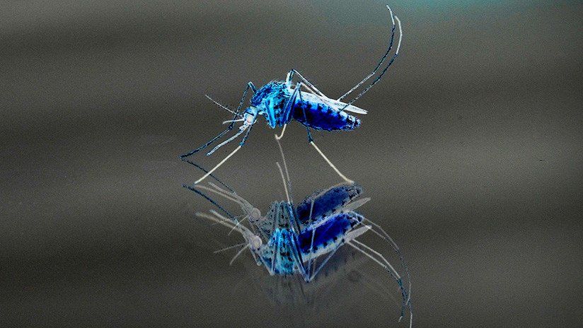 Crean un radar para salvar al mundo de los mosquitos asesinos