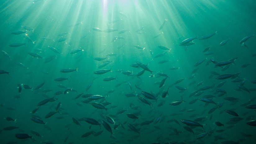 Hallan fósiles del monstruo marino más grande de la prehistoria y resuelven un acertijo de 150 años