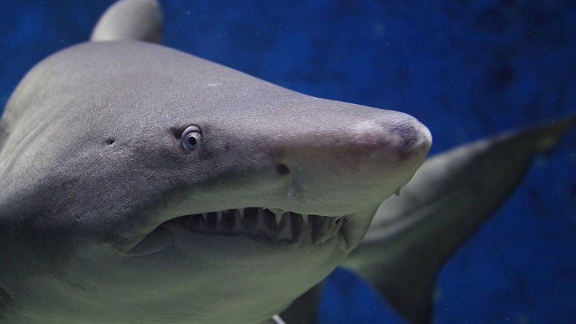 Lo atacó un tiburón, un oso y una serpiente en menos de cuatro años (y vive para contarlo)