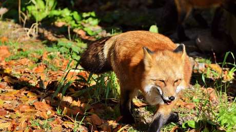 VIDEO: Se encuentra con un zorro en plena calle y tiene que perseguirlo por esta razón inesperada