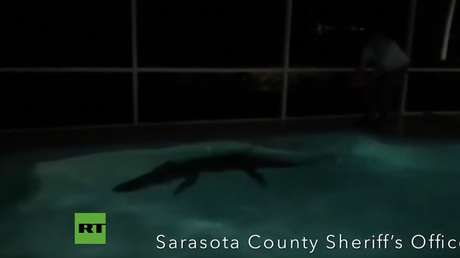 VIDEO Y FOTOS: Sacan un caimán de más de 3 metros de una piscina en Florida