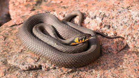 VIDEO: Graba el momento aterrador en que una serpiente mortal entra en su pantalón
