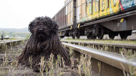 FOTO: Rescatan a un perro que cayó a las vías del Metro de la Ciudad de México