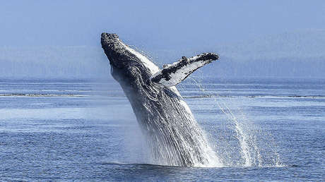 VIDEO: Ballenas sorprenden a jóvenes que practicaban kayak en Chile