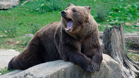VIDEO: El masaje de una joven presumida a un oso 'borracho' que incendia Instagram
