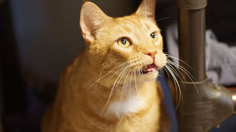 Dos jugadores filman cómo lanzan a un gato por una ventana y los expulsan de su equipo de fútbol