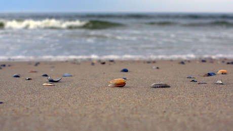 VIDEO: Aparecen criaturas extrañas en las playas de Tailandia