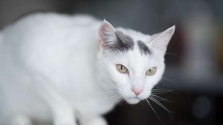 Abren una investigación penal contra futbolistas venezolanos que se filmaron maltratando a un gato