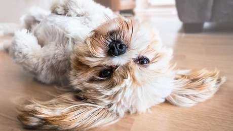FOTOS: Este perrito con orejas de Mickey Mouse no para de conquistar corazones