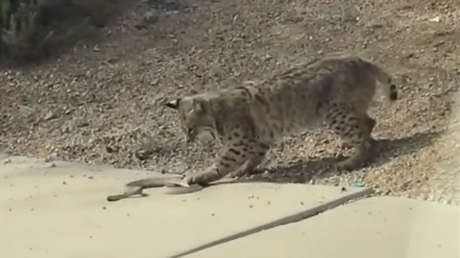 Lince vs. serpiente: ¿quién ganó el duelo mortal? (VIDEO)