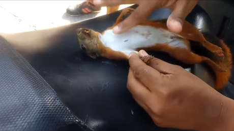 Un colombiano salva a una ardilla haciéndole un masaje cardiopulmonar con el dedo (VIDEO)