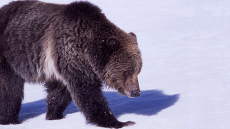 VIDEO: Unos pescadores rusos persiguen en motos de nieve a un oso en las islas Kuriles