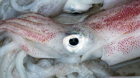 VIDEO: Atrapan a un calamar gigante cerca de una isla filipina