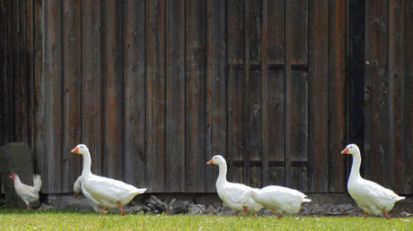 FOTOS: Decenas de gansos muertos caen del cielo en EE.UU.