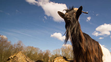 VIDEO: Una cabra drogadicta comienza una nueva vida