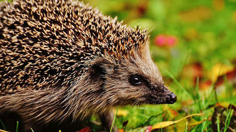 Logran salvar a Zeppelin, erizo que quedó inflado como un globo por una lesión (FOTO)