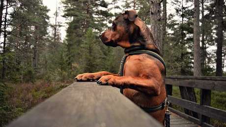 La triste historia de Chilaquil: vivió amarrado a un árbol y le quemaron el hocico con ácido