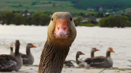 Un ganso siembra el terror en una ciudad estadounidense tras perder a un amigo