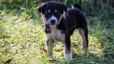 VIDEO: Condenan a una mujer que golpeó y lesionó a su cachorra por derramar un café