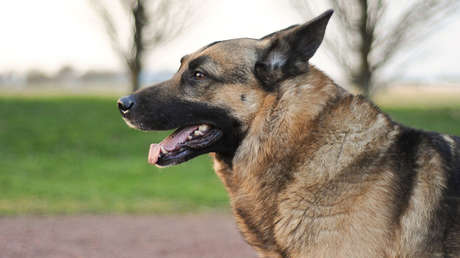 Un juez ordena la detención de un perro prófugo en Argentina