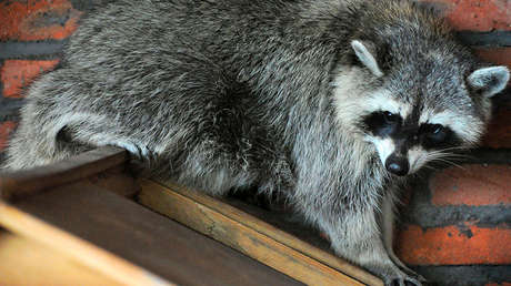 Una mujer acude a los bomberos para que ayuden a su mapache drogado