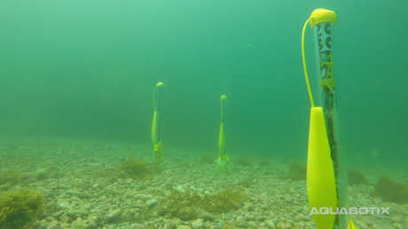 Video: Filman un enjambre de drones submarinos de EE.UU. actuando como un todo