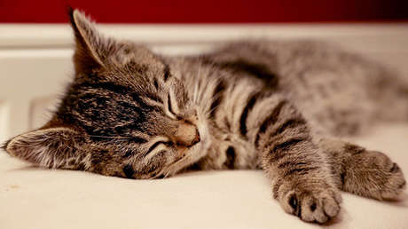 La inversión más tierna: Tras la caída del rublo, en Rusia se disparan... las compras de gatos