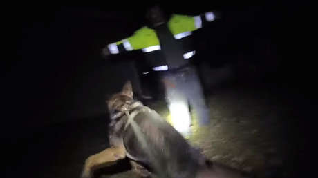 VIDEO: Un estadounidense muerde dos veces al perro del policía que acudió a detenerlo