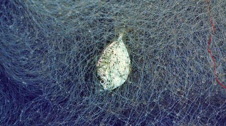 VIDEO: La "red fantasma" mata a decenas de tiburones en el Caribe