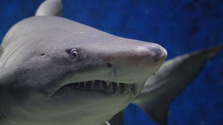 Lo atacó un tiburón, un oso y una serpiente en menos de cuatro años (y vive para contarlo)