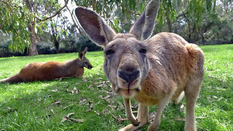 Solo en Australia: Prohíben a unos canguros visitar su bar favorito (VIDEO)