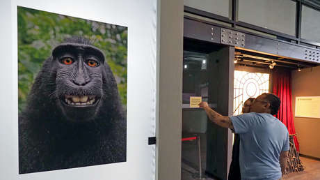 Se acabó: El macaco que dejó en la ruina a un fotógrafo no puede reclamar derechos por sus fotos