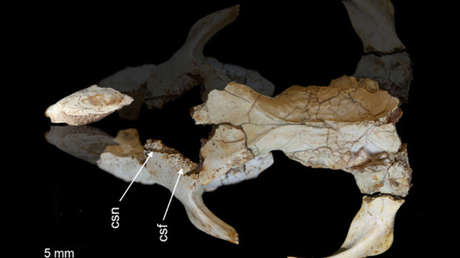 Hallan un animal con el cerebro increíblemente pequeño