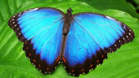 EE.UU.: Arrestan a una mujer por robar una mariposa (VIDEO)