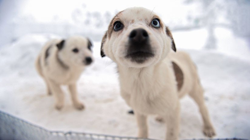 Los inesperados beneficios de tener mascotas en la gran ciudad