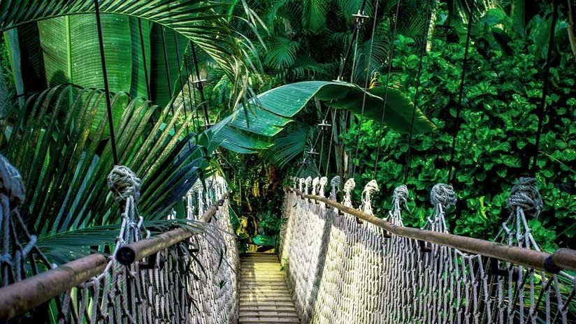 Científicos revelan cuándo podría 'secarse' la Amazonia